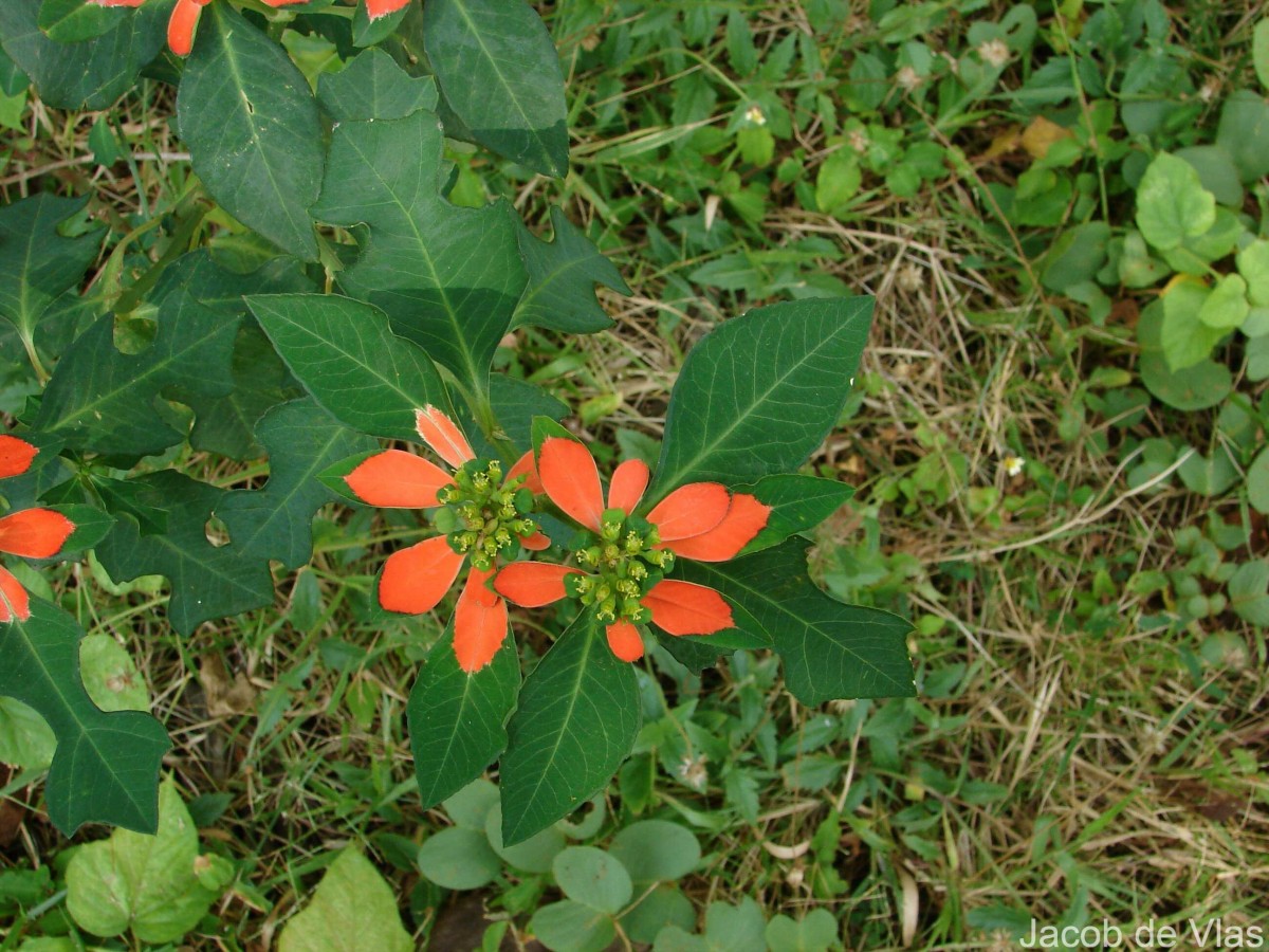 Euphorbia cyathophora Murray